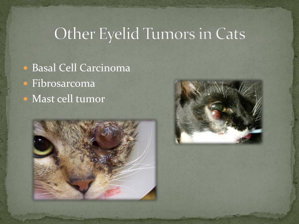 other eyelid tumors in cats l