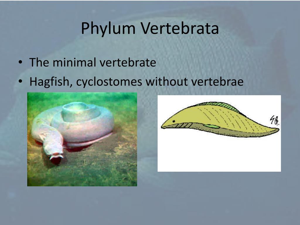 PPT Introduction to the Vertebrata PowerPoint PPT Introduction to the Vertebrata PowerPoint