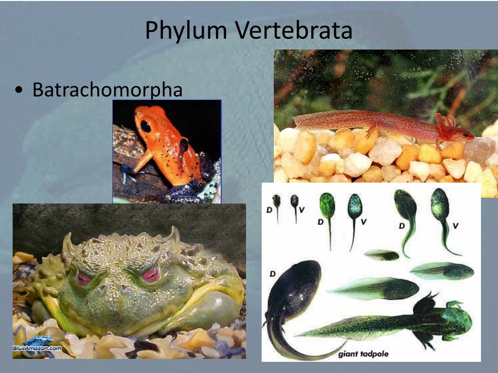 PPT Introduction to the Vertebrata PowerPoint PPT Introduction to the Vertebrata PowerPoint
