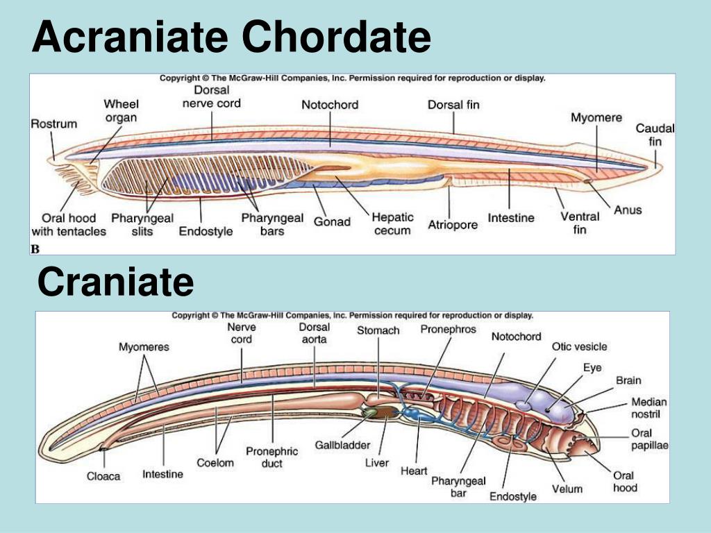 PPT - Early Chordates, Craniate and vertebrate origins PowerPoint ...