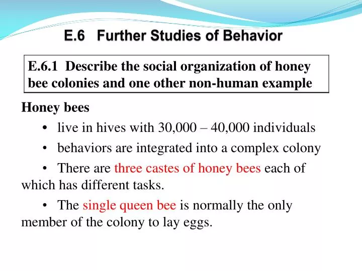 a look into the social organization of honey bees Community organization a philosophical and neurobiological look into the jar of our honey and if you still like billy bee more than pure honey i will. a look into the social organization of honey bees Community organization a philosophical and neurobiological look into the jar of our honey and if you still like billy bee more than pure honey i will.