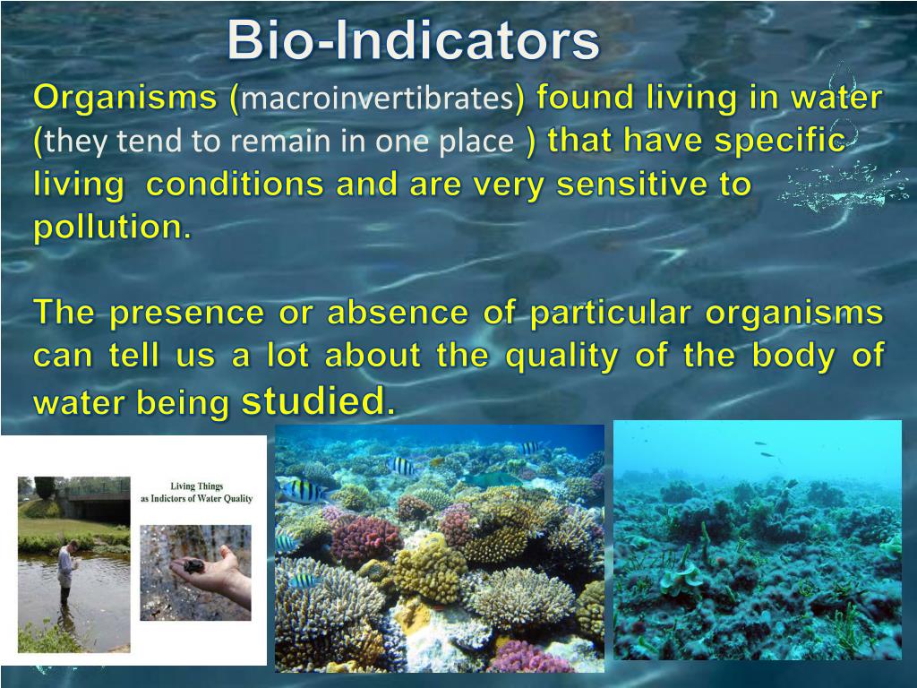 PPT - Water Quality Indicators PowerPoint Presentation, Free Download ...