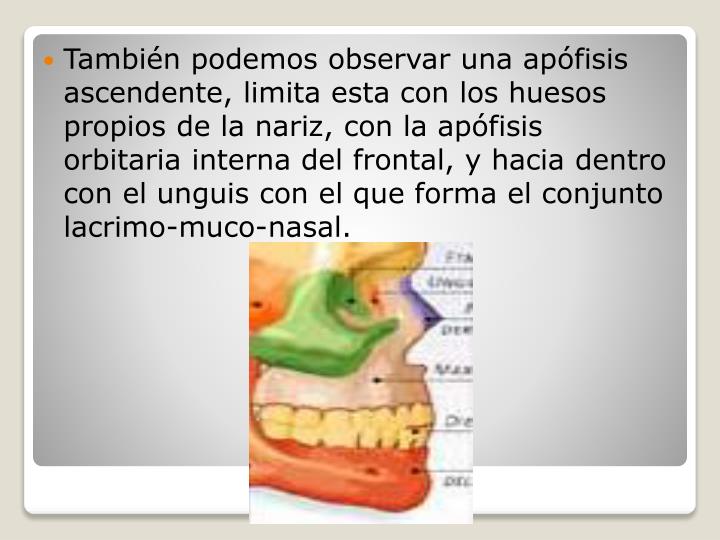 PPT - Maxilar superior PowerPoint Presentation - ID:2179883