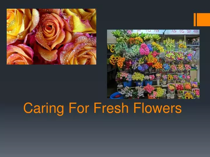 PPT Caring For Fresh Flowers PowerPoint Presentation, free download