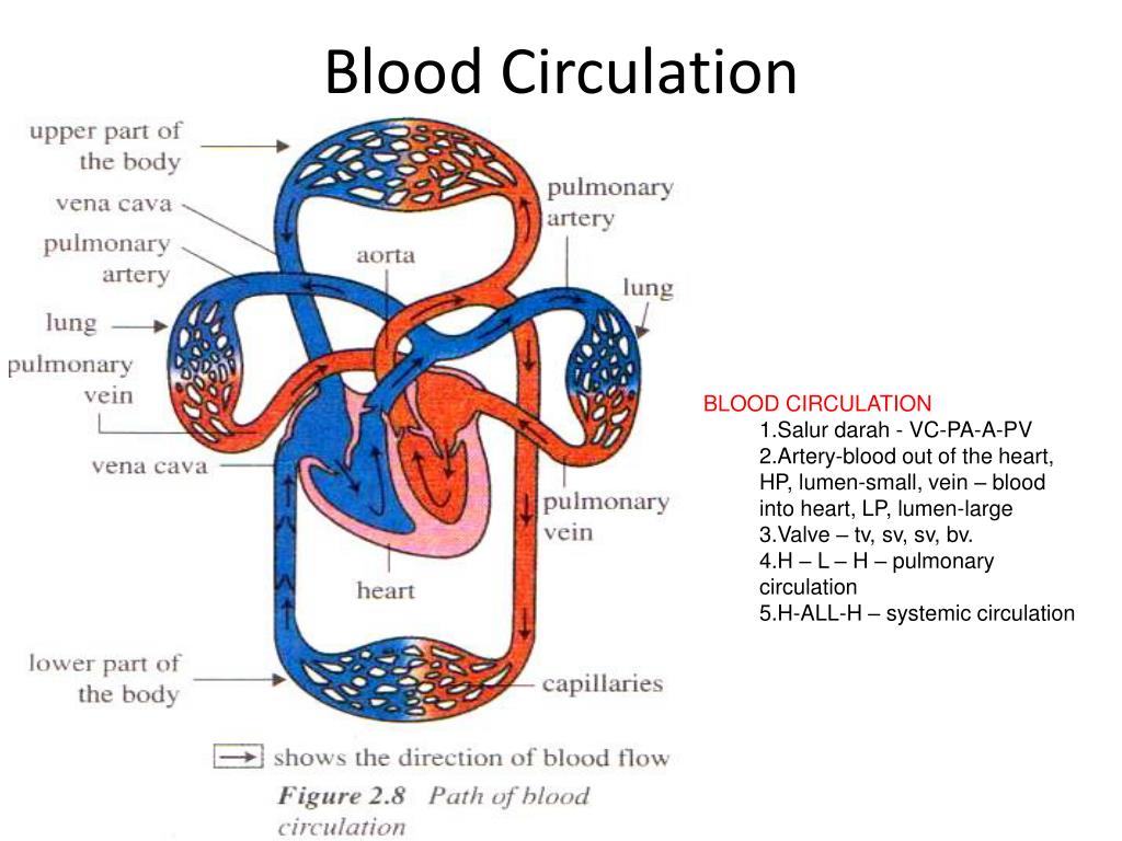 PPT - Chapter 2: Blood circulation PowerPoint Presentation, free