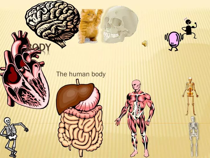 the human body n.