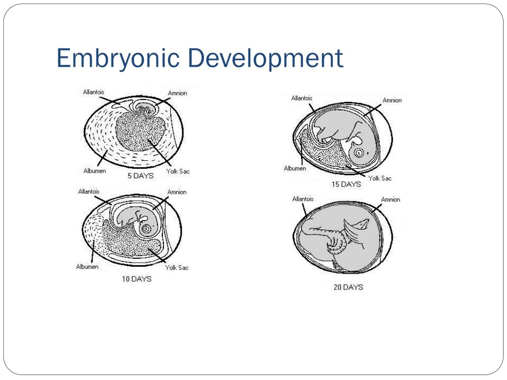 Bird Embryo Development At Tonya Barnes Blog