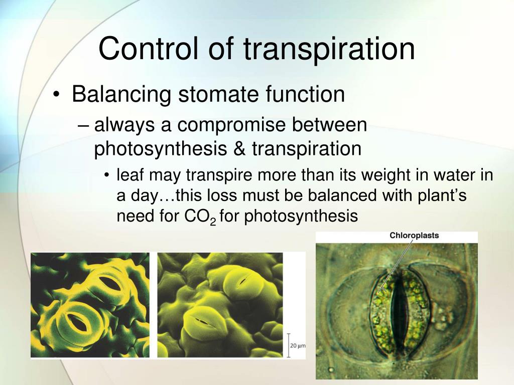PPT Transpiration Mr. West AP Biology PowerPoint