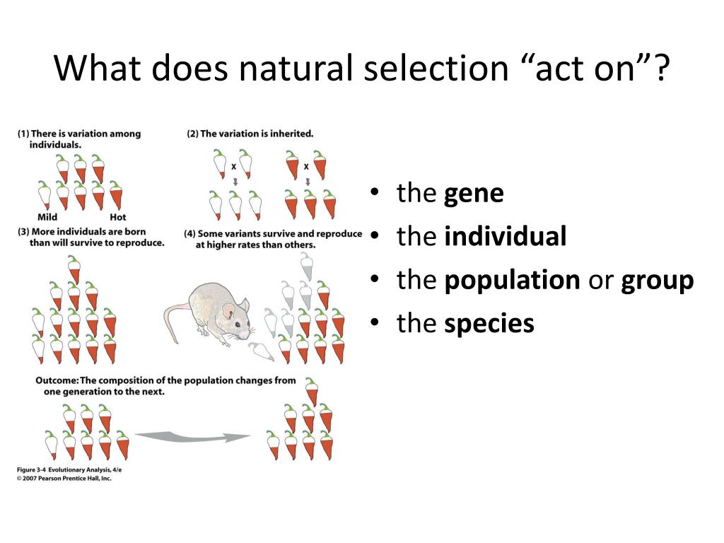 PPT What does natural selection “act on”? E.g., the