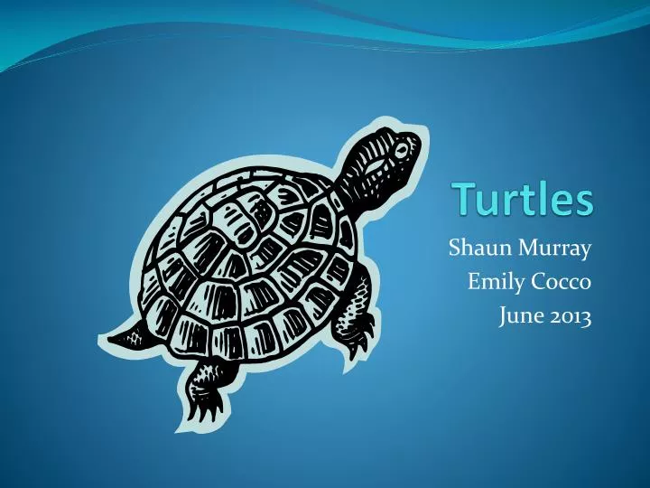 turtles n.