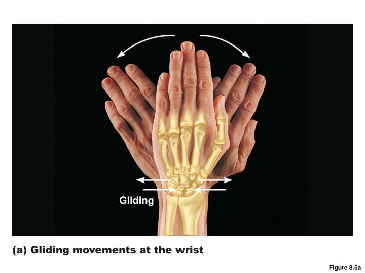 PPT - Movements at Synovial joints PowerPoint Presentation - ID:2181248