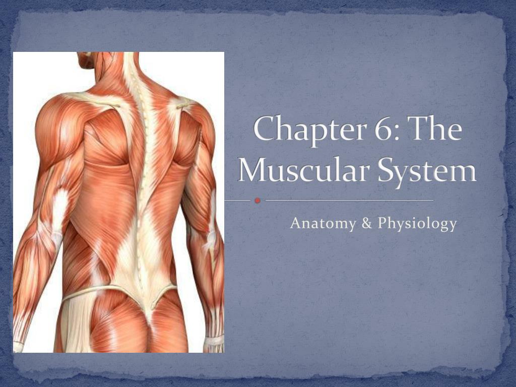 muscular system presentation ideas
