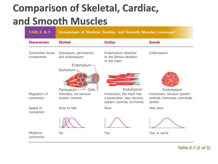 PPT - Muscular System PowerPoint Presentation - ID:2181286