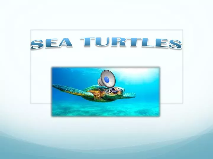 PPT - SEA TURTLES PowerPoint Presentation, free download - ID:2181413