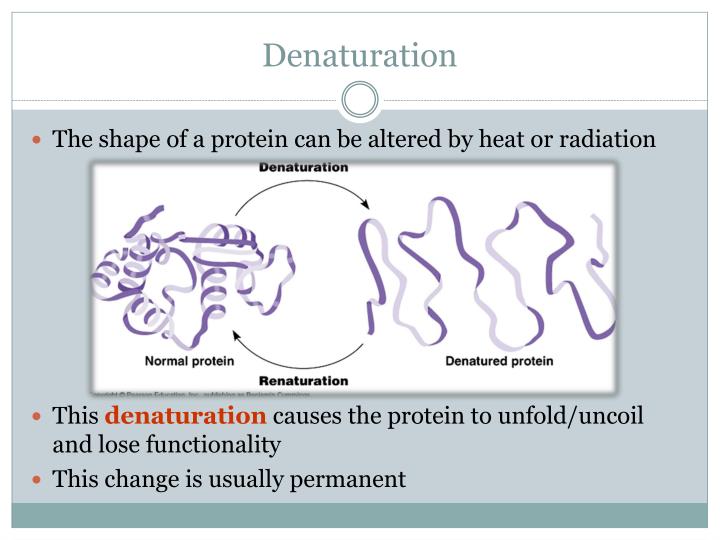 How Can Proteins Be Denatured : Factors other than heat can also denature proteins.