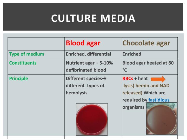 PPT Practical Medical Microbiology PowerPoint Presentation ID 2181587
