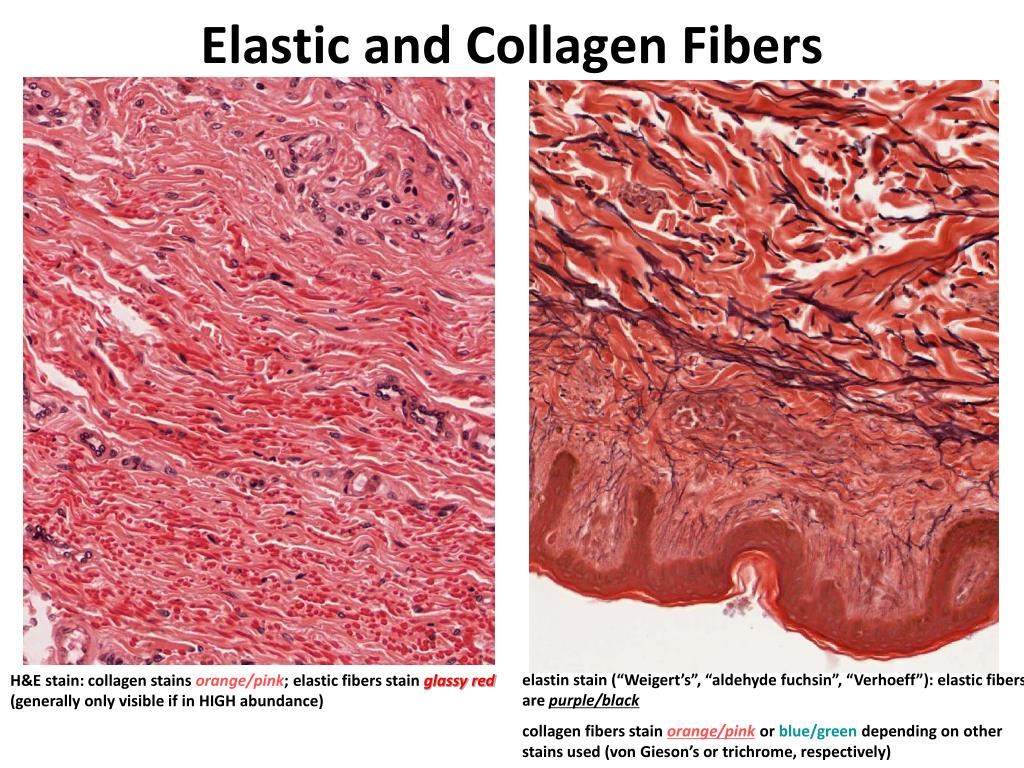 PPT Histology Connective Tissue PowerPoint Presentation, free