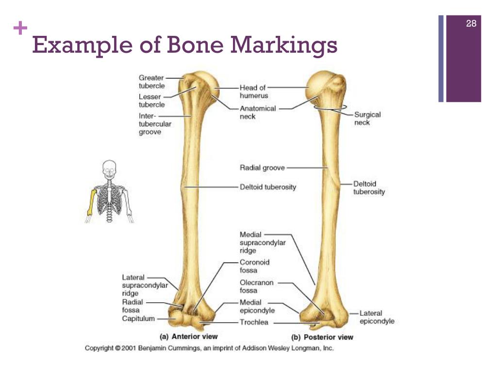 Bone Markings Examples