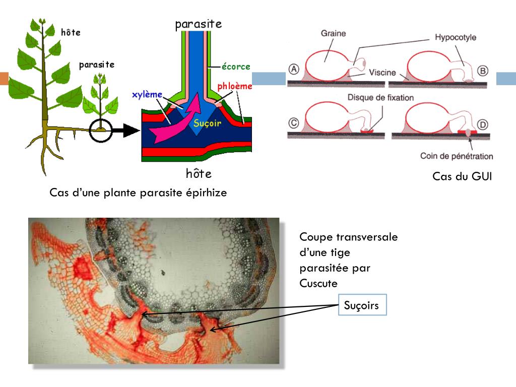 PPT - Les Angiospermes parasites: Biologie et méthodes de lutte ...