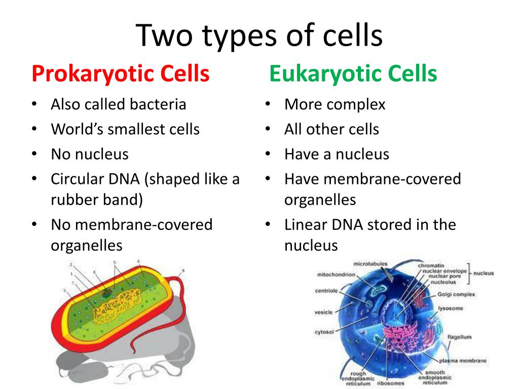 PPT - Cells: The Basic Units of Life PowerPoint Presentation, free ...