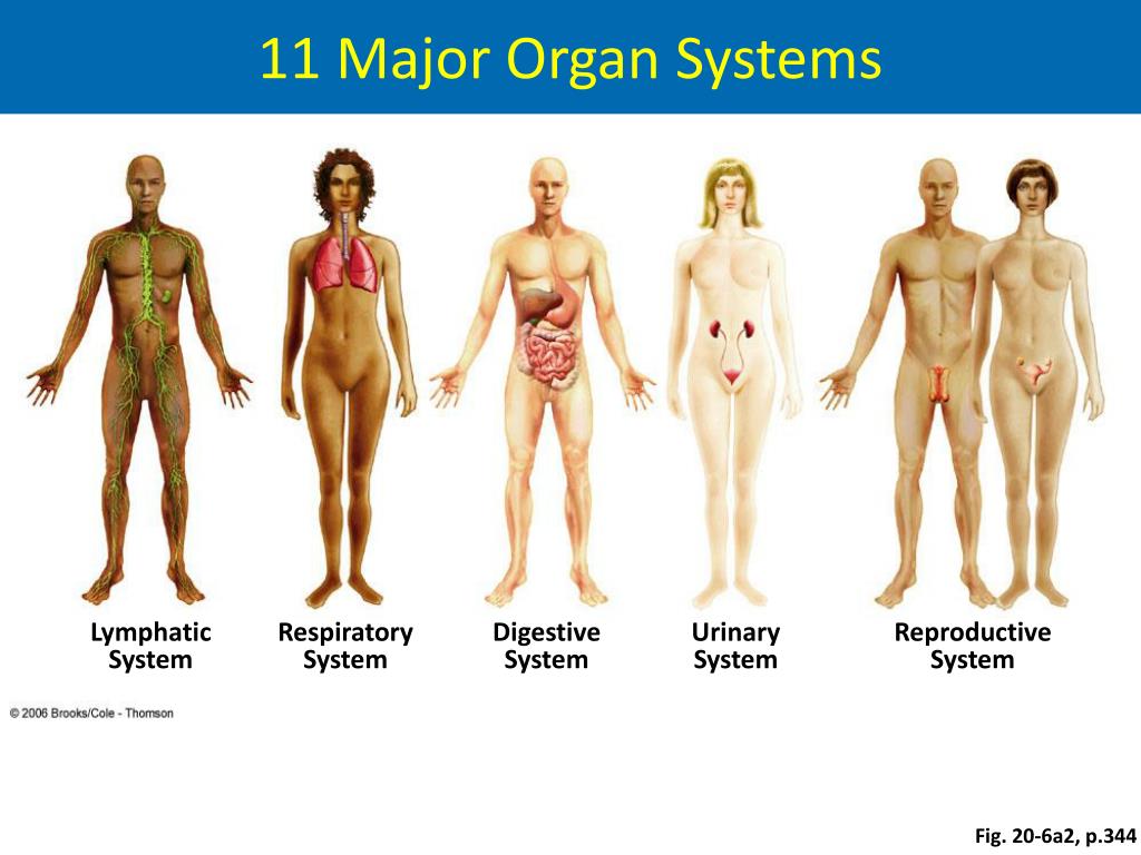 PPT - Animal Tissues and Organ Systems PowerPoint Presentation, free  download - ID:2182079