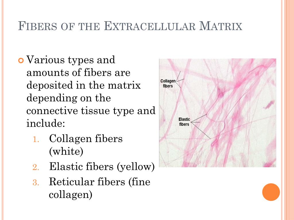 Composition Of Connective Tissue Matrix