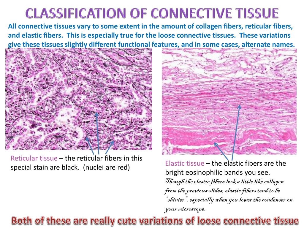 PPT Connective Tissues (generic) Digital Laboratory PowerPoint Presentation ID2182106