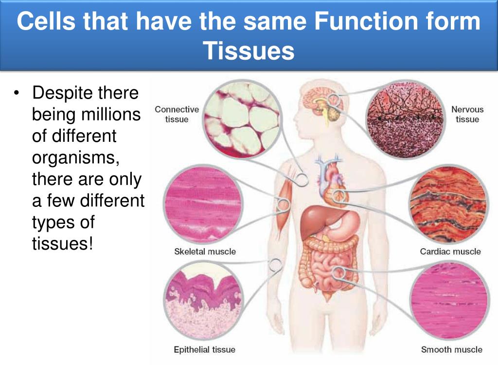 PPT SNC2D Animal Cells and Tissues PowerPoint Presentation, free download ID2182179