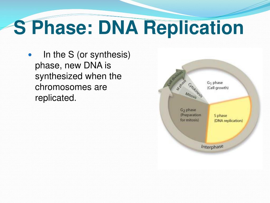 Chapter 10 Cell Divison PowerPoint Presentation free download Biology Diagrams