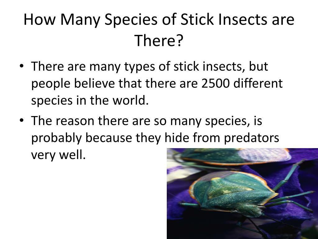 PPT How Stick Insects Survive PowerPoint Presentation, free download
