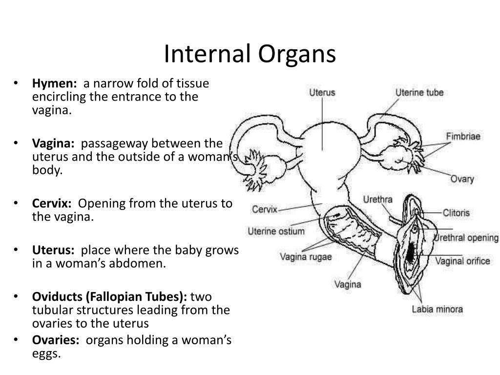Hymen In Female PPT - Male and Female PowerPoint Presentation, free download - ID:2184609
