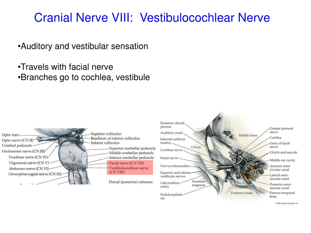 PPT - Cranial Nerves PowerPoint Presentation, free download - ID:2184906