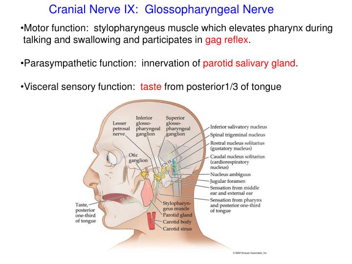 PPT - Cranial Nerves PowerPoint Presentation - ID:2184906