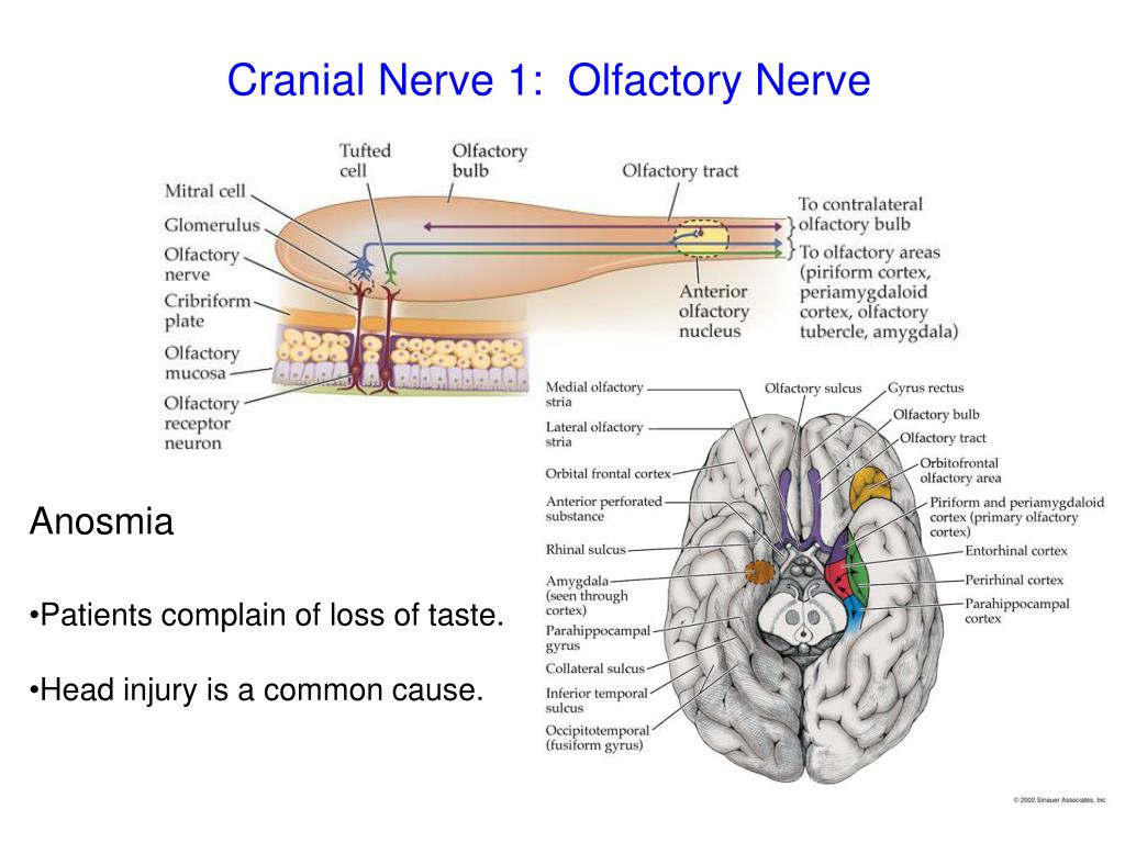 PPT - Cranial Nerves PowerPoint Presentation, free download - ID:2184906