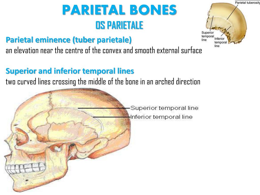 PPT - CRANIUM-SKULL PowerPoint Presentation, free download - ID:2185043