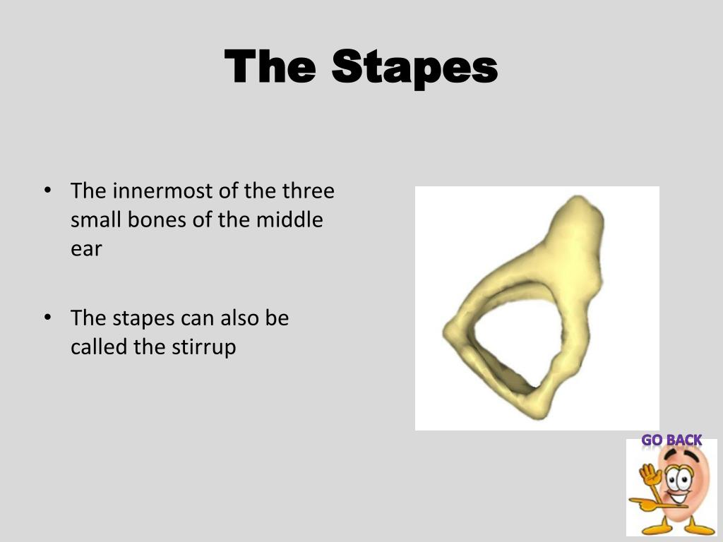 PPT Anatomy Of The Ear PowerPoint Presentation Free Download ID PPT Anatomy Of The Ear PowerPoint Presentation Free Download ID