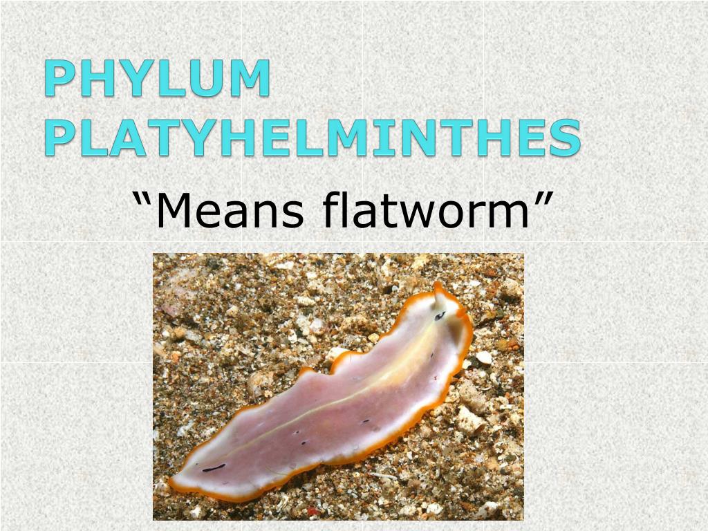 platyhelminthes flatworms ppt