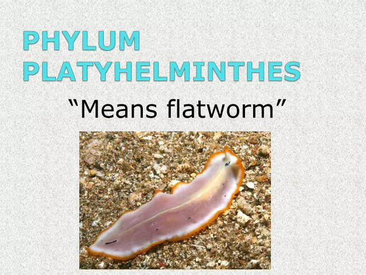platyhelminthes ppt)