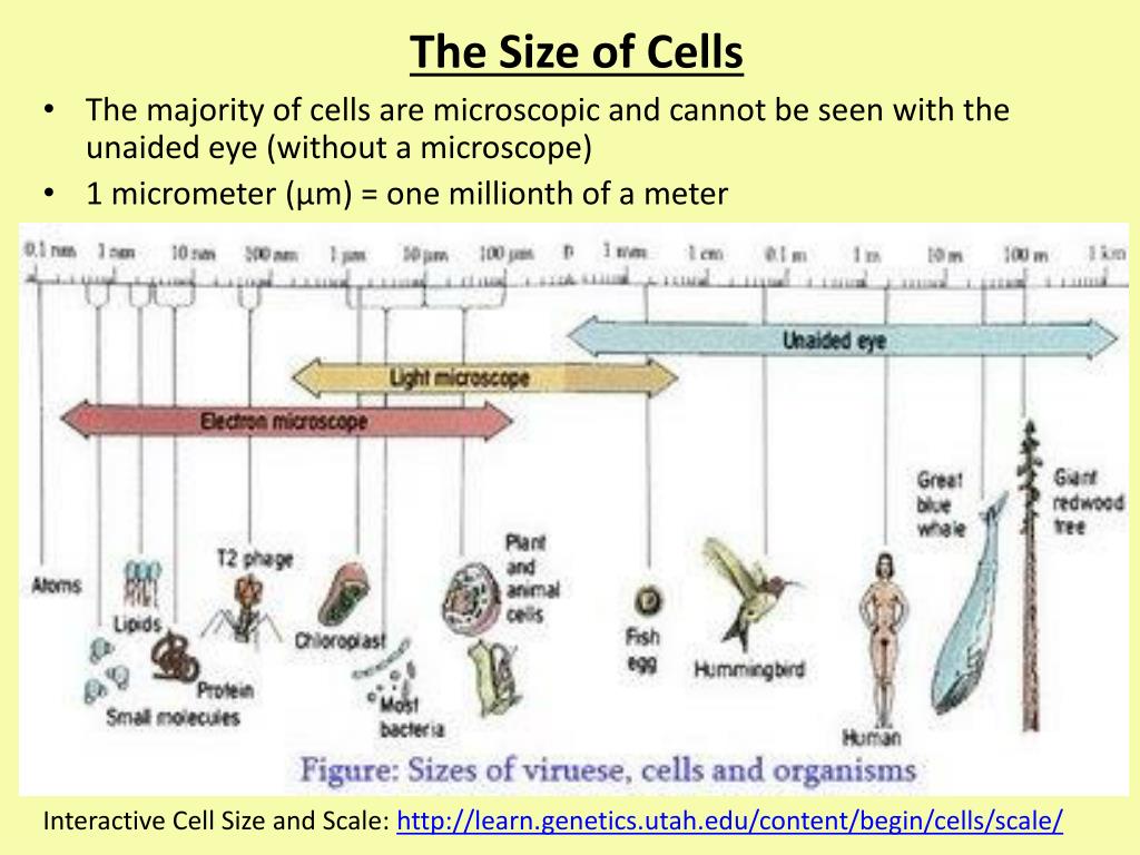 PPT The Microscope PowerPoint Presentation, free download ID2185863