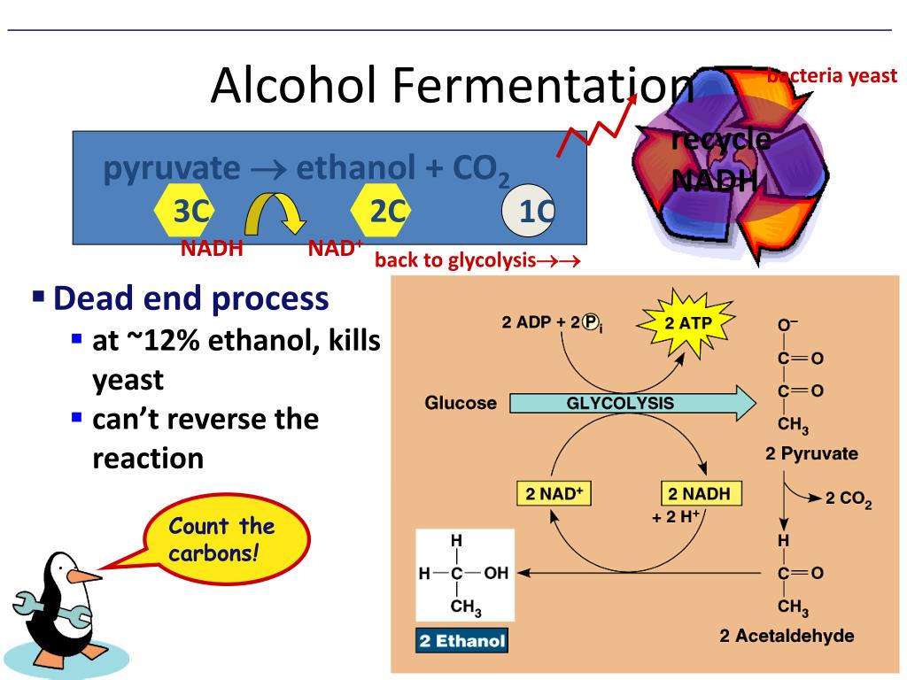what causes fermentation to occur what causes fermentation to occur