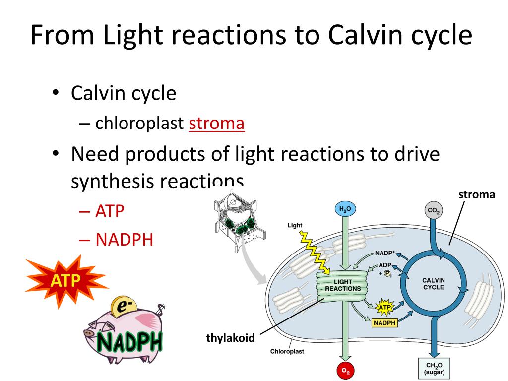 Цикл кальвина происходит в хлоропласта