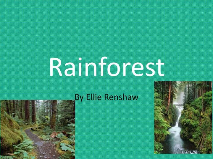 rainforest n.