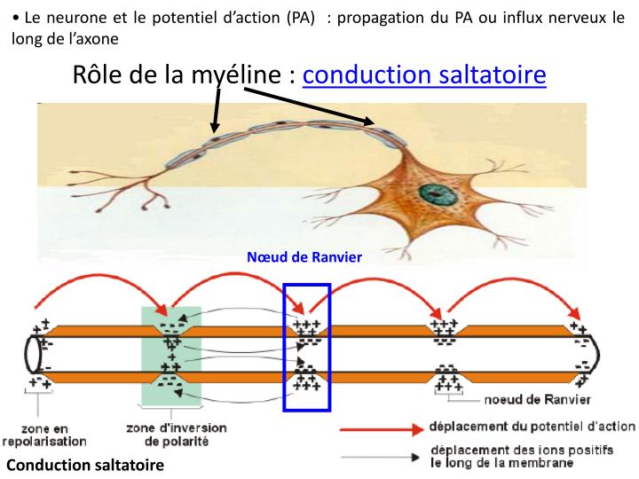 Personnalité zèbre sans précocité infantile ? - Page 2 Slide31-n