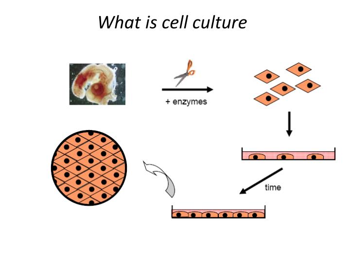 PPT - Mammalian Cell Culture PowerPoint Presentation - ID:2187354