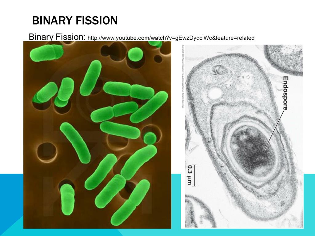 binary fission definition in biology binary fission definition in biology