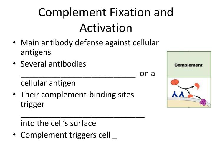 PPT Classes of Antibodies PowerPoint Presentation ID2187893
