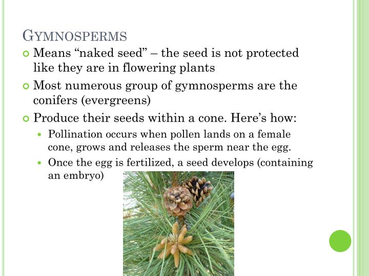 PPT Pollen and Spore Examination PowerPoint Presentation ID2188076