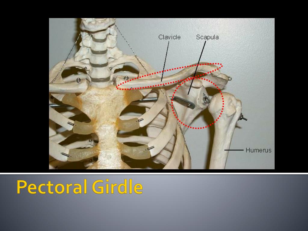 PPT - Pectoral Girdle PowerPoint Presentation, free download - ID:2188222