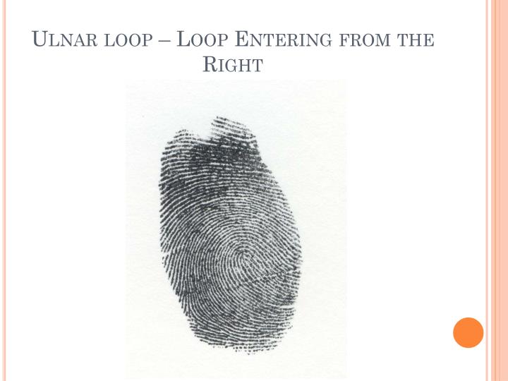 ulnar loop fingerprint