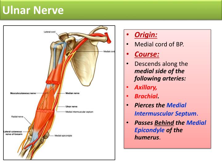 PPT - Radial & Ulnar Nerves PowerPoint Presentation - ID:2188358